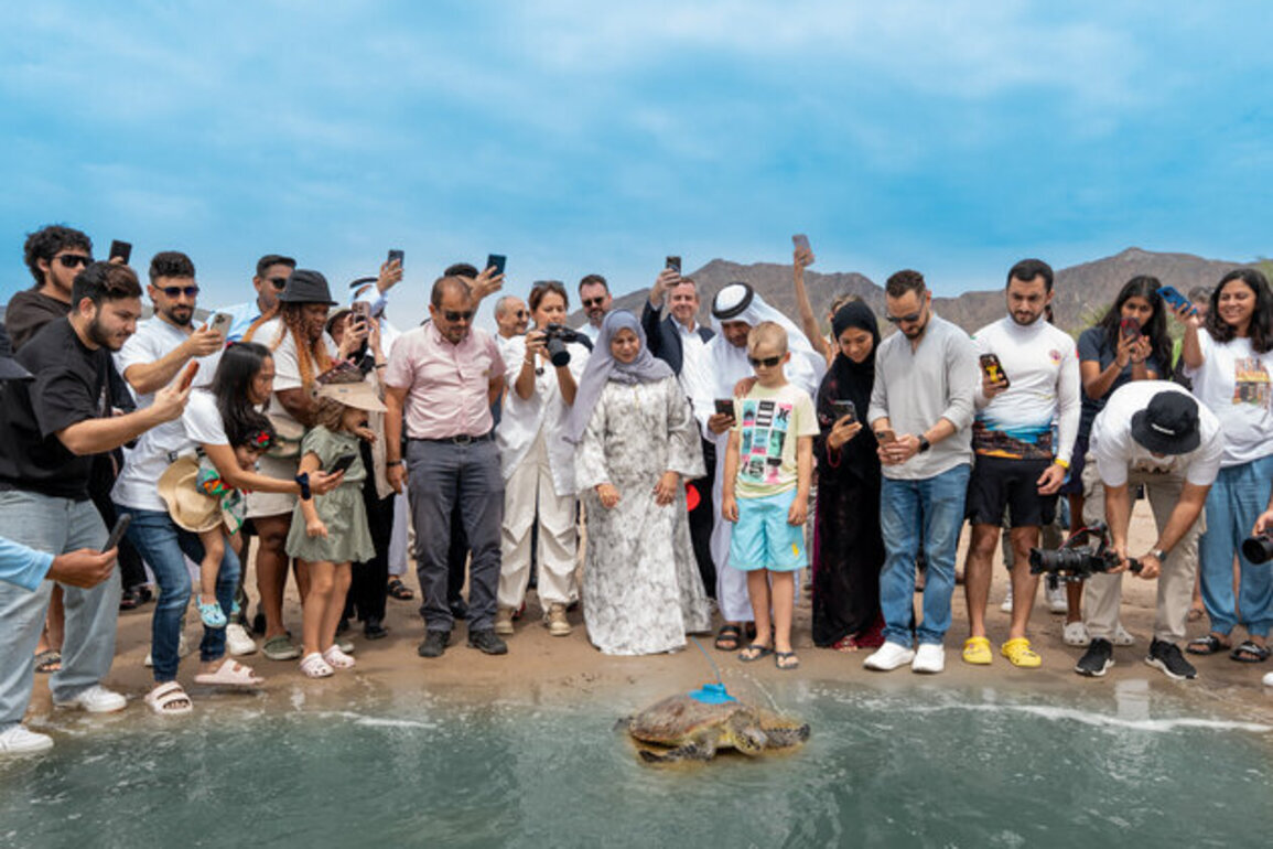 Fujairah releases rehabilitated sea turtles into natural habitat