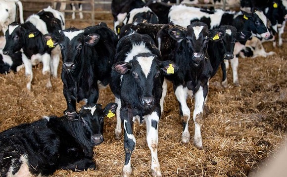 New calf assurance standards from autumn 2021