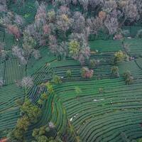 Millennium-old tea gardens in east China meet the age of drones, automation