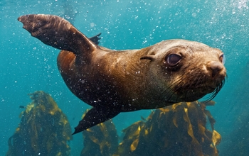 Sea lions are exploring the deep sea for us 