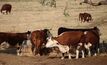 As conditions dry, graziers can use various tools to decide whether to destock, feed or agist livestock.