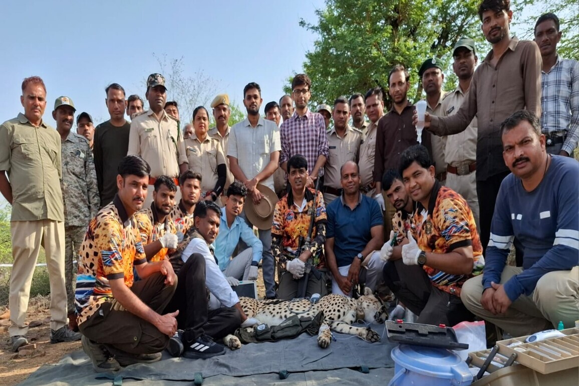 Homeward bound: Stray male Cheetah rescued from Rajasthan, returned to Kuno