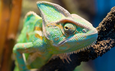 Ambivalence or adapting to ever-changing climate?