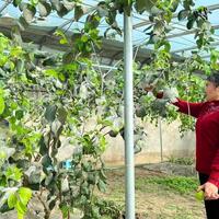 Winter harvest flourishes on edge of China's largest desert