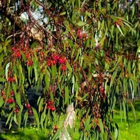 It's not easy being a street tree, but this heroic eucalypt withstands everything we throw at it