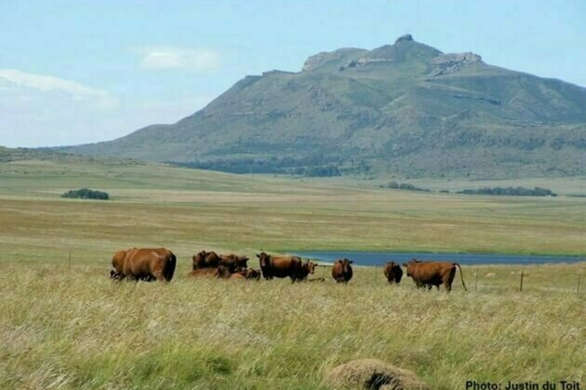 Southern Africa's rangelands do many jobs, from feeding cattle to storing carbon: a review of 60 years of research