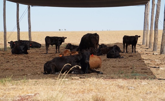 Research in the Northern Territory has shown heifers can benefit from the provision of shade when it comes to calving rates.