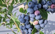 Berry growers facing 'perfect storm' from Iran war and wage inflation