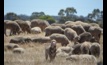 Merino breeding ewe numbers are falling, according to an industry survey. Picture Mark Saunders.