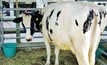 Dairy farming app tackles mastitis