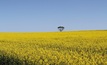 Wheat prices drive canola plantings down