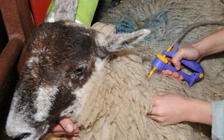 Worried farmer urges others to remember 'they are not alone' as bluetongue cases surge