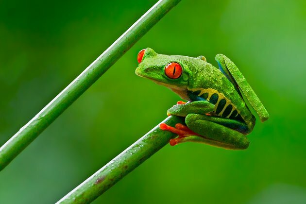 Global pet trade in amphibians is bigger than we thought