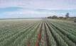 Lentil plantings.