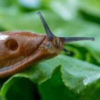 Why slugs are so hard to control - and how scientists are working to keep them in check