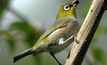 Silvereye takes off