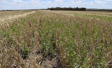 Growers urged to fight 'green bridge' before seeding