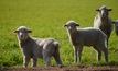  Entries are open for the Lambex Young Guns competition. Picture Mark Saunders.