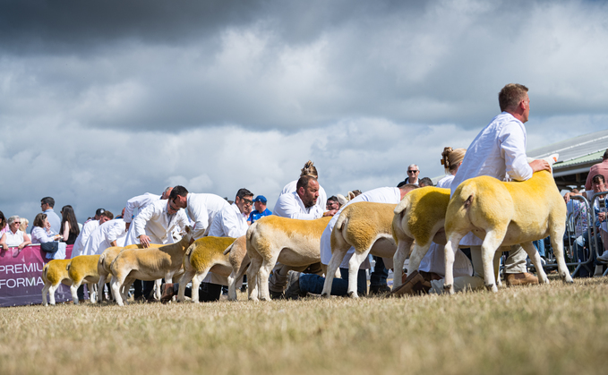 Great Yorkshire Show: Texel claims sheep inter-breed supreme