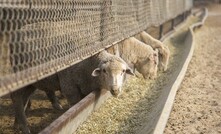   ALEC has condemned politicisation of the MV Bahijah issue, saying any moves to use it as an attempt to further the Government’s proposed ban on live sheep exports would be cheap, callous, and cynical. Photo credit: Tom Dawkins, courtesy of ALEC. 