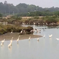 Tamil Nadu: Water birds flock to rain-filled salt pans in Thoothukudi Harbour beach