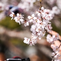 CHINA-INNER MONGOLIA-HOHHOT-PEACH BLOSSOMS (CN)