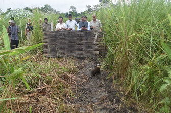 Assam: 15 more pygmy hogs return to their historical home in Manas National Park