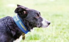 Sheepdog trialler pays tribute to 'top class farm dog'