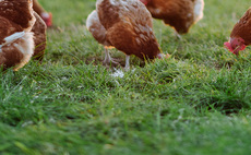 US-UK trade deal: 'Right choice' made as poultry excluded in Trump deal, BPC says