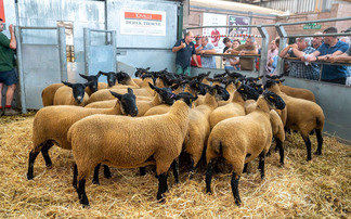 Breeding sheep in demand at July Fair at Exeter