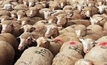 Bullish projections for sheep industry