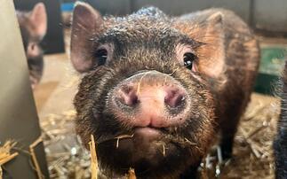 Pigs and Prosecco puts fizz into farm profits
