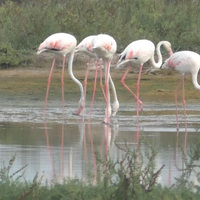 Arrival of flamingos in Tamil Nadu's Thoothukudi - The coast adorned in shades of pink beauty