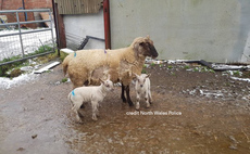 Sheep savaged in dog attack gives birth to lambs