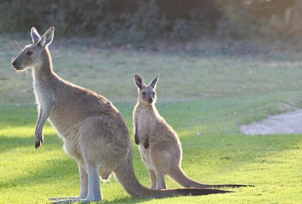 Skipping evolution: Study finds some kangaroos didn't hop