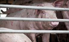 UK detects first human pig flu case