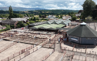 Lazonby Mart kicks off store lamb season | Sale Ring Stories Ep. 1