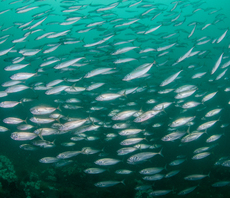 'Concerning': Mackerel taken off sustainable seafood menu amid overfishing concerns