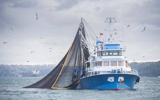 'Not fit to deliver': Why poor seafood traceability could see brands miss out on 'sizeable' financial prize