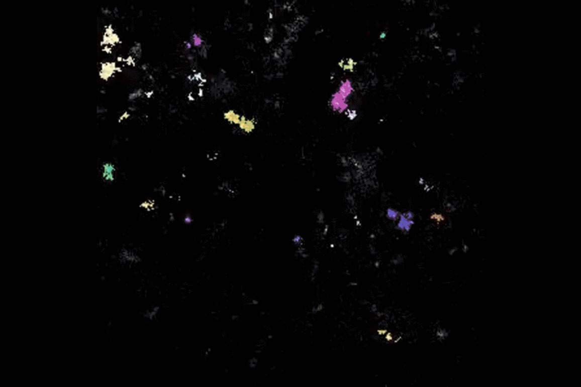 Overlooked cell type orchestrates brain rewiring - The Source - WashU