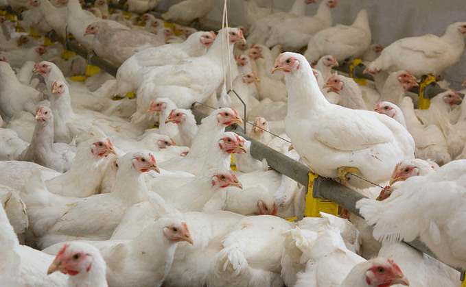 Co-op said the move to lower broiler stocking density would improve animal welfare standards for its chickens