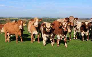 Why one Northamptonshire farm switched to Beef Shorthorns in its suckler herd