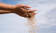 Asia buying up Australian wheat like never before