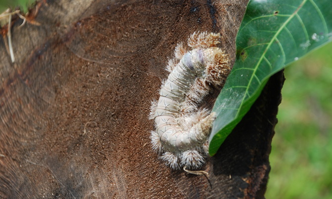 The decline in insect populations worry East Africans The decline in insect populations worry East Africans