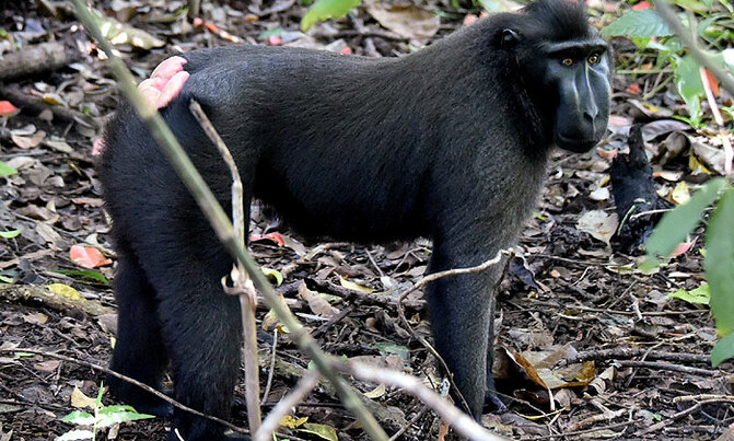 The monkey threatened by hunger for its meat The monkey threatened by hunger for its meat