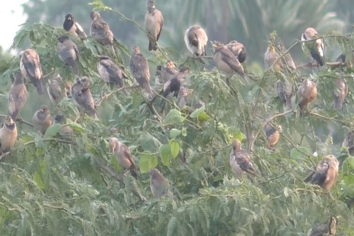 Large flocks of migratory Rosy Starling birds seen in Tamil Nadu