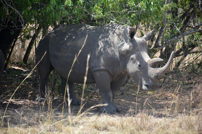   rhino at iwa hion anctuary