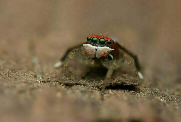 Tiny splendid peacock spiders have the fastest known jump among their kin - new study