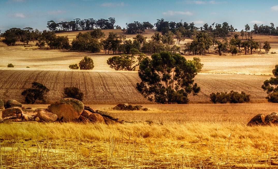 Empire's Pitfield project sits among the wheat fields of Western Australia. Credit: Chris de Blank, via Shutterstock