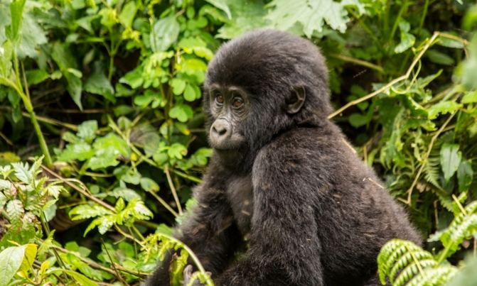 The experience of tracking gorillas in Bwindi Forest The experience of tracking gorillas in Bwindi Forest
